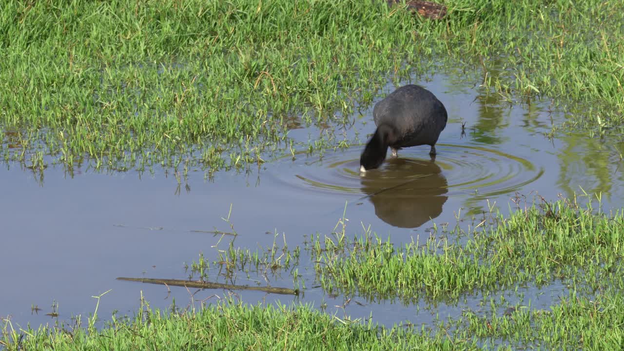 Coot eating grass on a riverbank