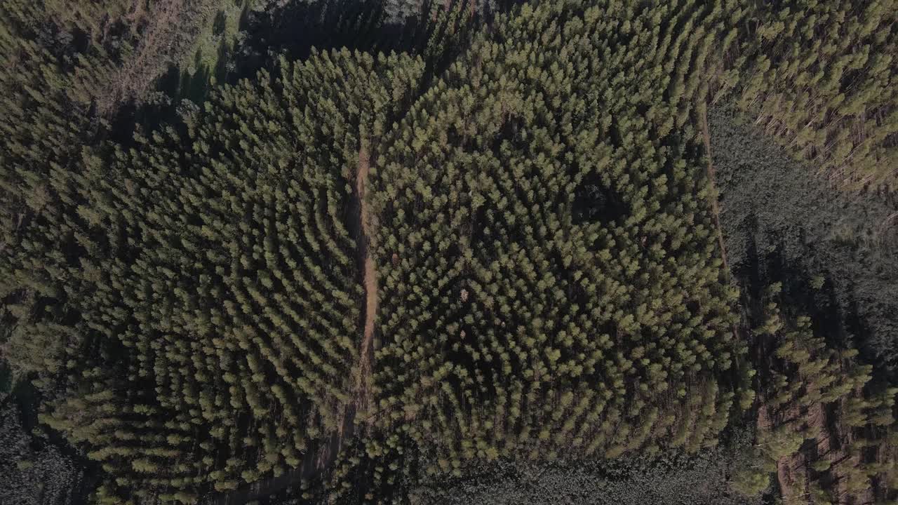 vista aérea de una plantación de eucalipto en la cima de una colina para la industria del papel