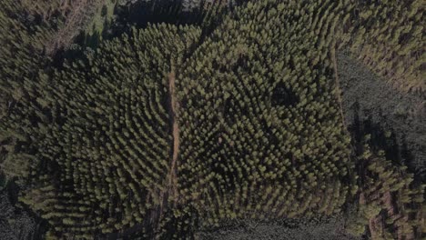 Vista-Aérea-De-Una-Plantación-De-Eucalipto-En-La-Cima-De-Una-Colina-Para-La-Industria-Del-Papel