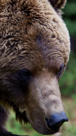 close-up of a grizzly bear