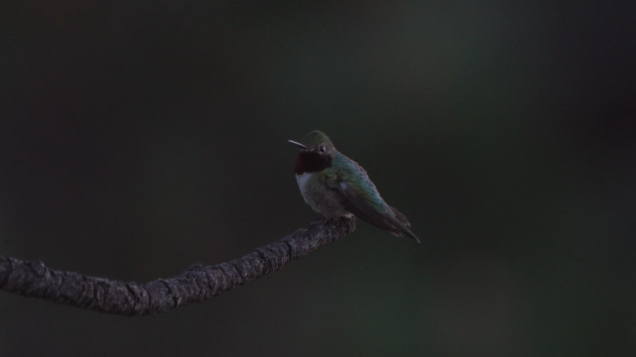 кинематографический колибри рубин горло во время позднего вечернего полета вдали от ветви дерева в колорадо сша вечнозеленый вейл аспен природа преподавание для нектора телефото приближение близко следовать пан