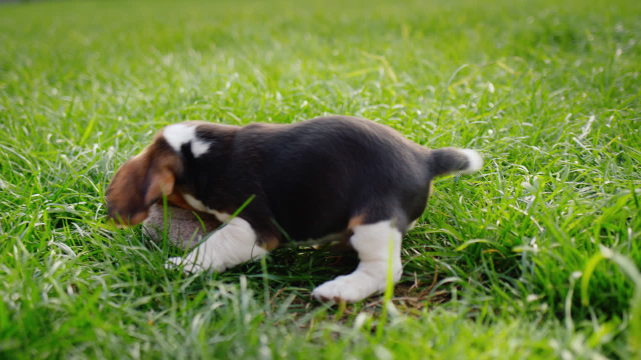 A funny beagle puppy gnaws on the owner's slippers. Playing with him on the lawn. 4k video