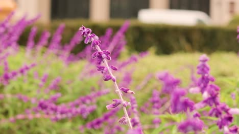 Purple flowers in a garden setting
