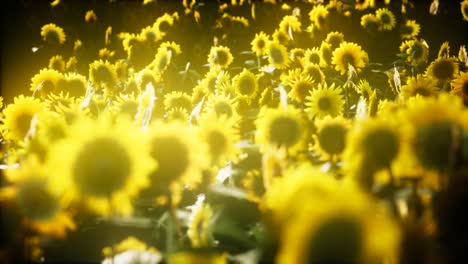 sunflowers blooming in late summer