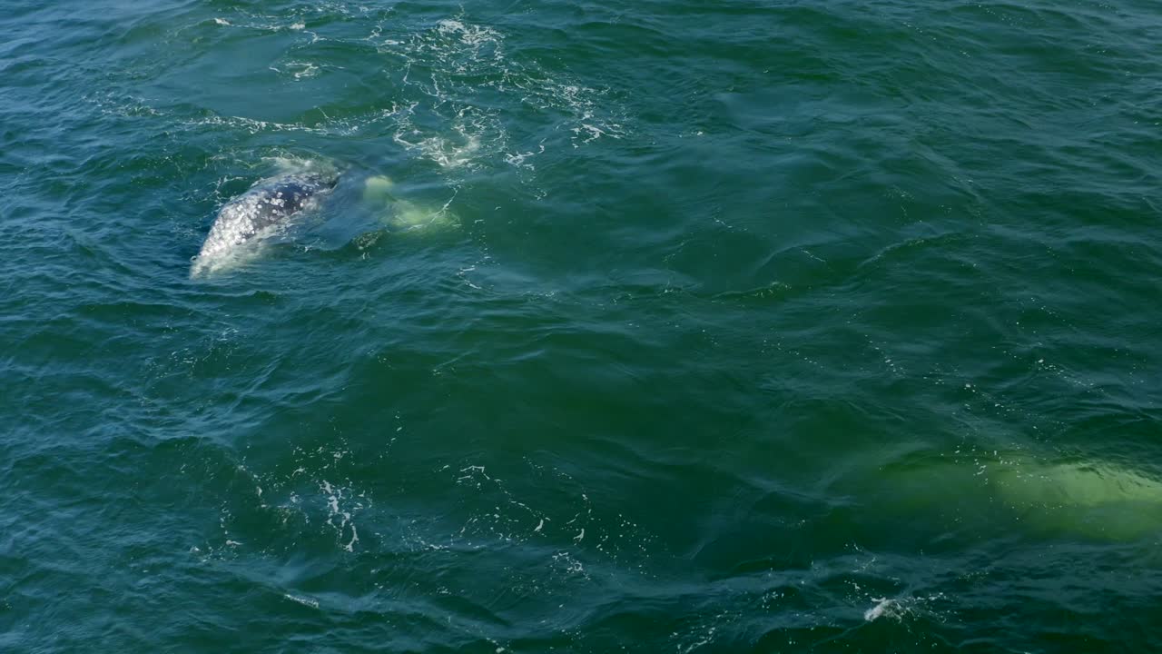 воздушные 4k кадры горбатых китов у точки дум у побережья малибу, калифорния, сша