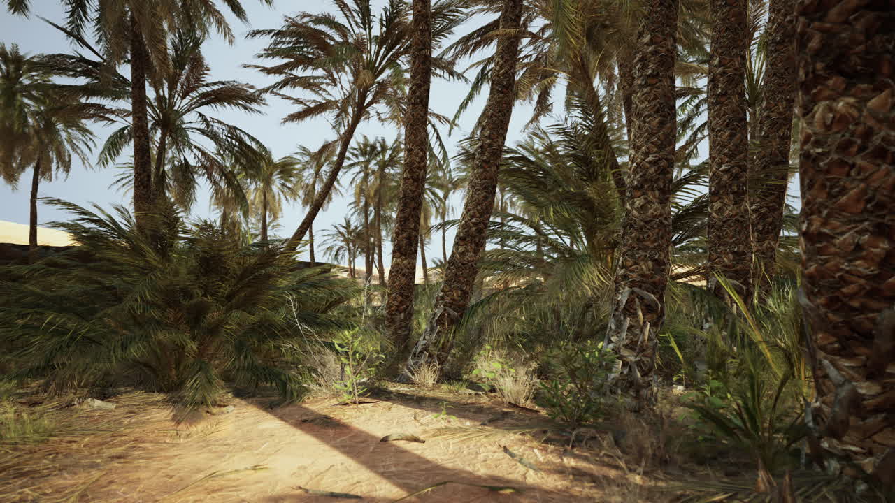 Palm trees in the desert