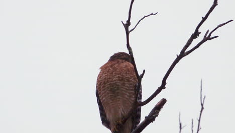 Red-shouldered-hawk-perched-on-a-large,-barren-branch-in-the-pouring-rain