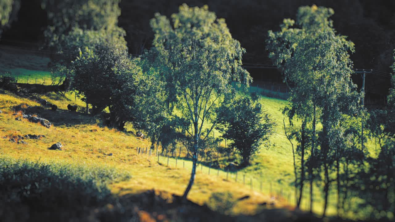 로엔 호수 연안 의 울창 한 초원 에서 양 들 이 먹이 를 먹고 있다
