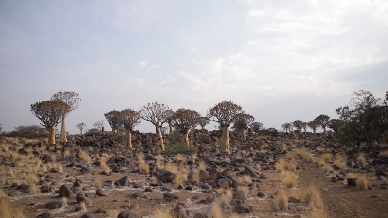 una foto amplia del bosque de árboles de quiver con múltiples árboles de quiver de diferentes edades y estados en keetmanshoop, namibia