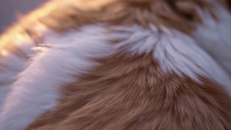 close-up of dog fur
