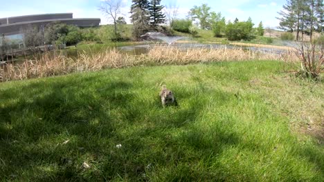 un perrito de la pradera corriendo en la hierba en un parque en un día soleado en alberta, canadá