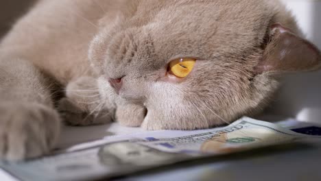 a british gray domestic cat lies on a 100 dollar bill in the room. 4k. close up