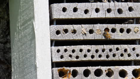 abeja entrando en el hotel de insectos en vuelo de cerca