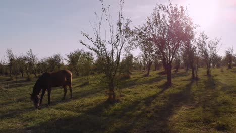 horse is grazing in plum tree field, omurtag, bulgaria - october 5th, 2018