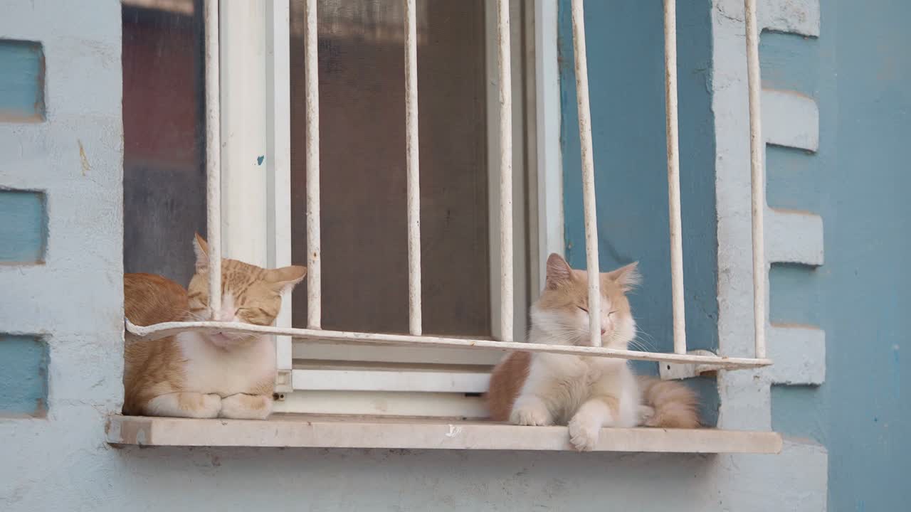 Two ginger cats sleeping on a window ledge