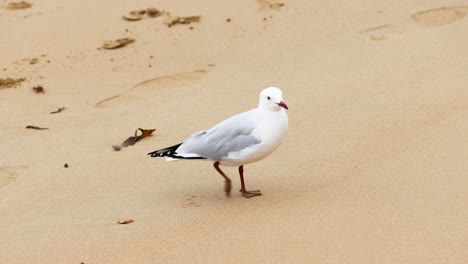 a red-billed gull walks along the sandy beach at point lonsdale, captured in natural lighting with a calm atmosphere