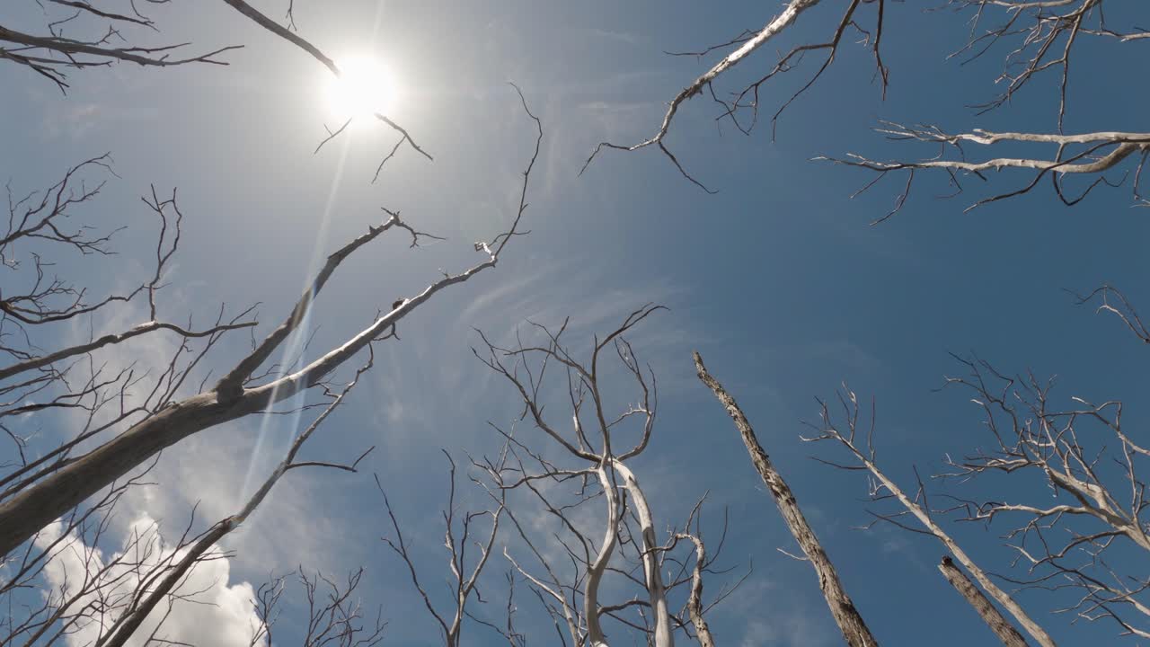 viejo bosque de árboles muertos vista en movimiento lento mirando hacia el cielo azul y los rayos del sol de invierno