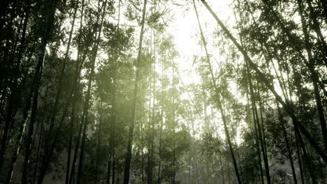 Paisaje-De-árboles-De-Bambú-En-La-Selva-Tropical,-Malasia