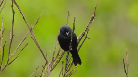 at eye level, a small black bird shifts on a slender branch, opening its beak wide to call, set against a lush green backdrop.
