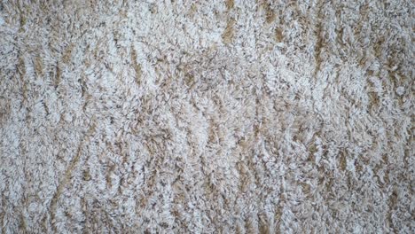 close-up of a beige shaggy carpet