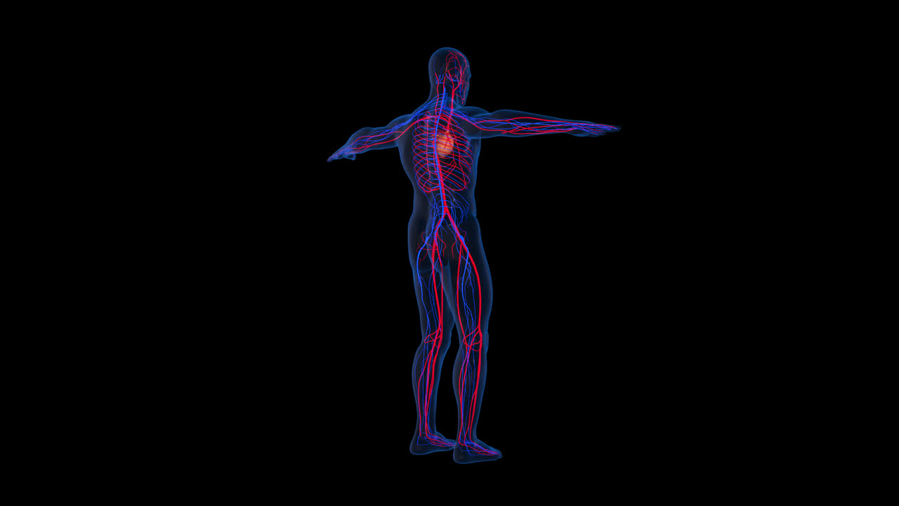 Circulatory System With Alpha Channel
