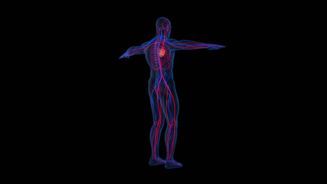 circulatory system with alpha channel