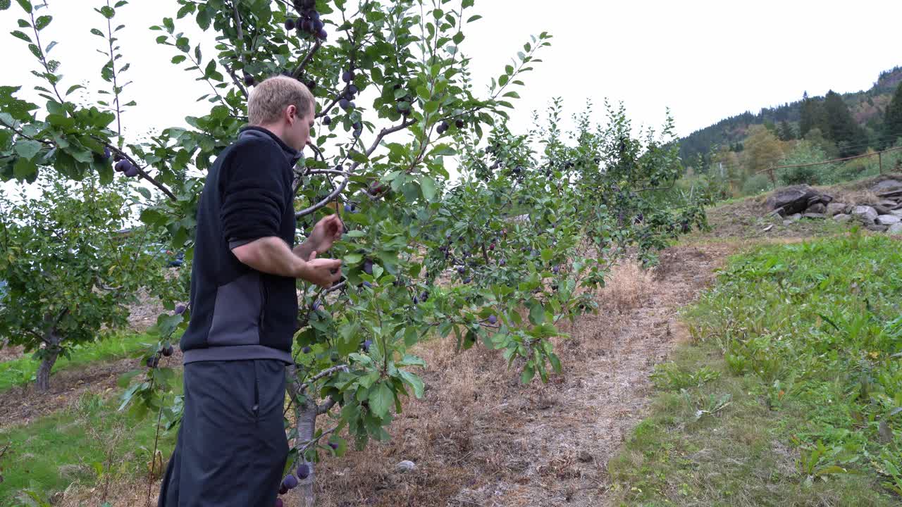 agricultor europeo masculino inspeccionando sus árboles frutales llenos de ciruelas - cosechando y comiendo fruta mientras se sale del marco - tiro estático en la granja de frutas kinsarvik noruega