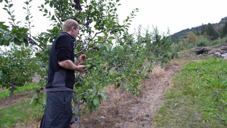 male european farmer inspecting his fruit trees filled with plums - harvesting and eating fruit while moving out of frame - static shot at fruit farm kinsarvik norway