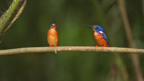 a pair of male and female blue-eared kingfisher bird are sitting together perched on a small branch