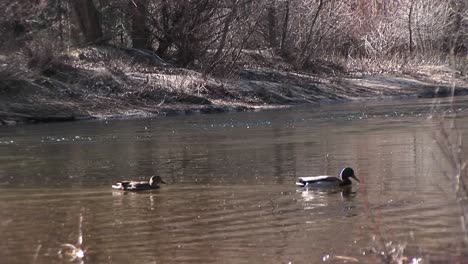 ducks swim along a fastflowing stream in early winter