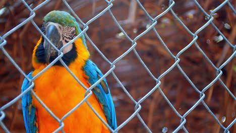 Nahaufnahme-Eines-Neugierigen-Blauen-Und-Gelben-Papageis-In-Einem-Gehege,-Der-Beobachtet