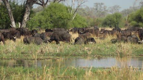 amplio clip de una manada de búfalos pastando a lo largo de la orilla del río khwai, botswana