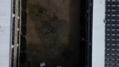 a top down view of a dry tree in the center of a square school building on a sunny day