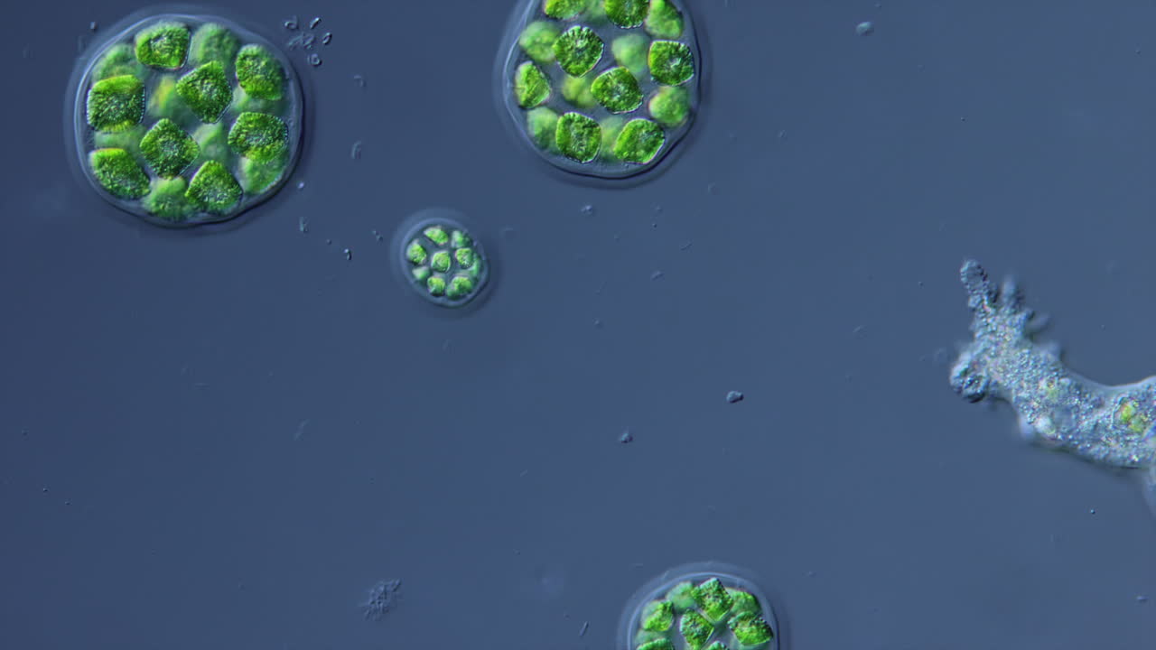 Vista microscopica di alghe e amebe