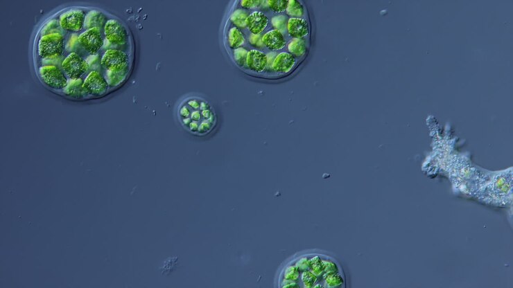 Microscopic View of Algae and Amoeba