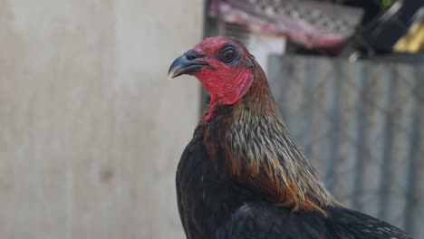 close up of a big and beautiful rooster sitting on a pole looking around in a rural neighborhood in the philippines