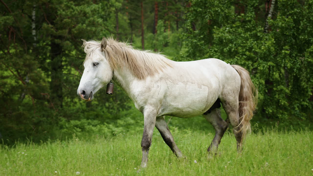 White horse walking on green meadow near forest. Peaceful countryside scene with grazing animal, perfect for nature, wildlife, rural lifestyle, and agriculture stock footage
