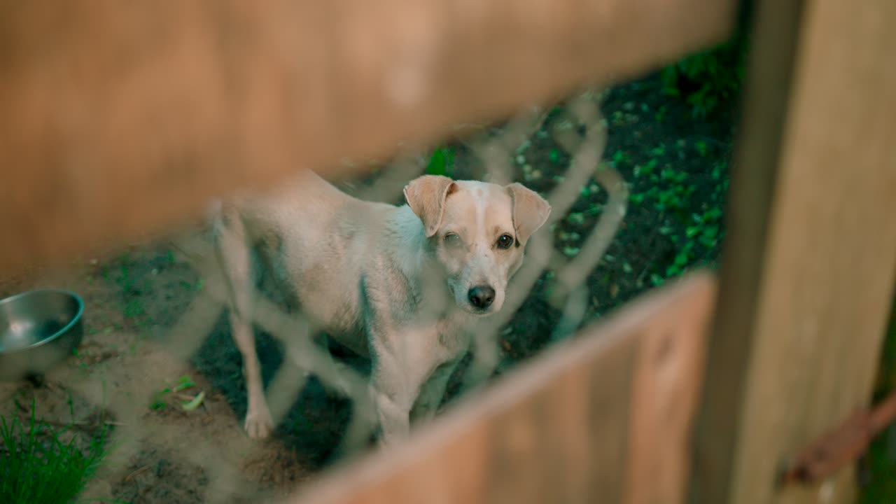 꼬리를 흔들며 음식을 기다리는 귀여운 강아지