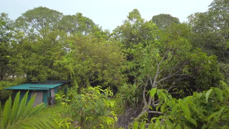 Low-to-high-drone-like-shot-through-vibrant-tropical-trees-during-daylight