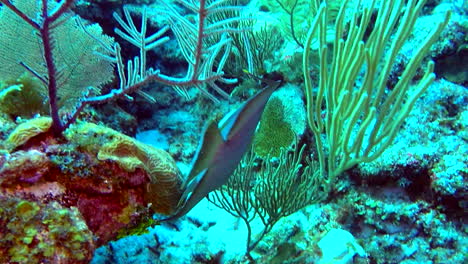 Wunderschöner-Kaiserfisch,-Gefilmt-Beim-Tauchen-Vor-San-Pedro,-Belize