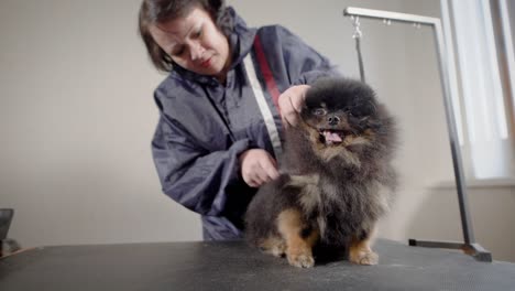 aged female groomer with pet. hairdresser of dogs making work in light cabinet with small dark puppy with tongue out