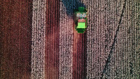 top down view over a cotton field where a picker leaves contrasting paths