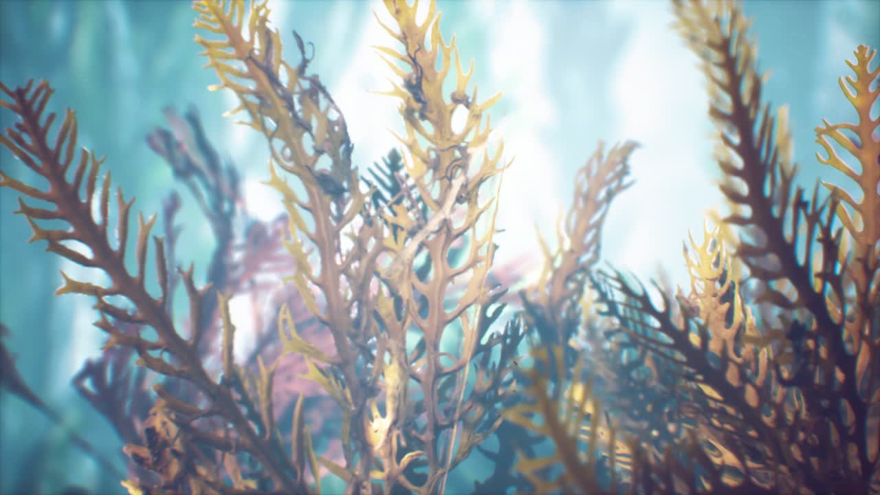 수중 열대 다채로운 부드럽고 단단한 산호 해양 풍경