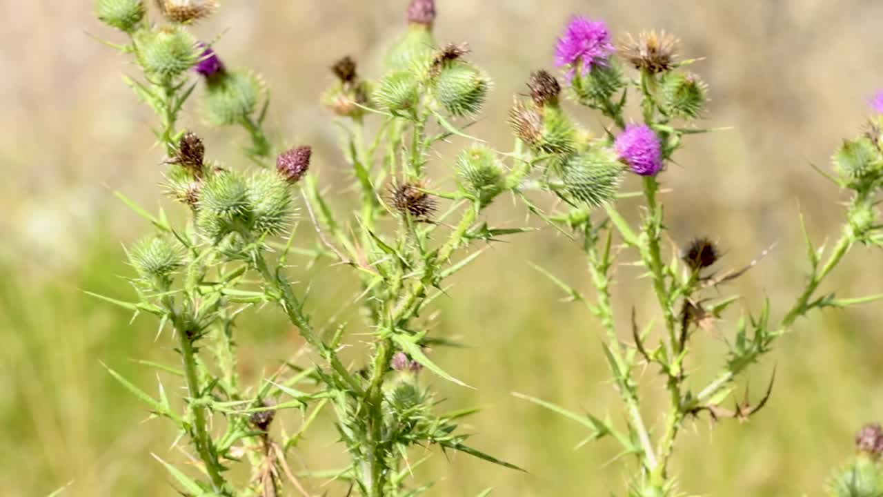 flores silvestres balanceándose suavemente en el viento