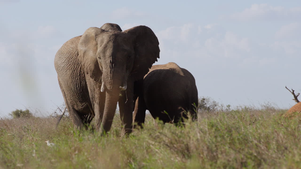 Une paire d'éléphants de brousse d'Afrique paissant à côté d'aigrettes