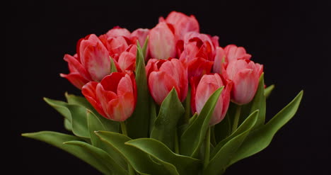 fresh flowers tulips on black background 9