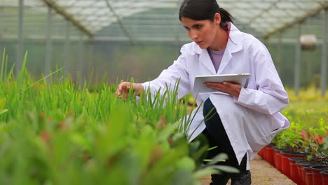 assistant using tablet pc to check plants