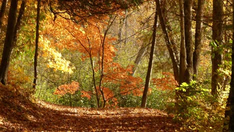 Otoño-Bosque-Naturaleza