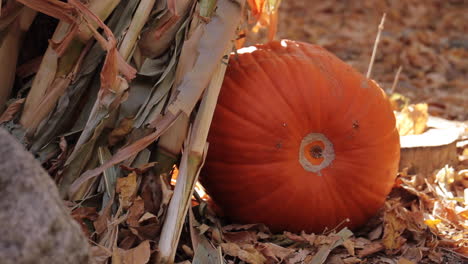 pumpkin on farm in the fall