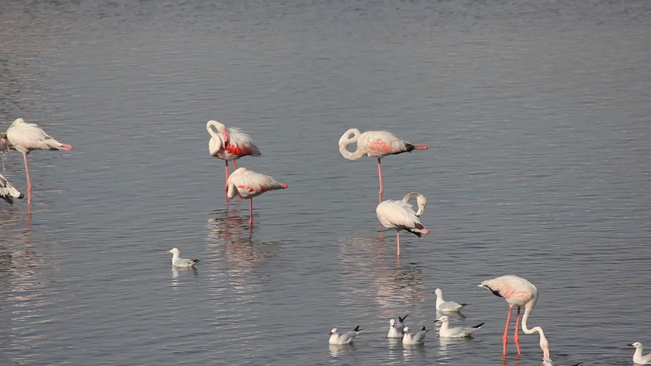 hermoso pequeño grupo de pájaros flamencos menores descansando en medio del lago almacen de video